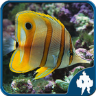 Fish Jigsaw Puzzles 아이콘