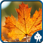 Leaf Jigsaw Puzzles आइकन