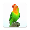 Kicau Lovebird