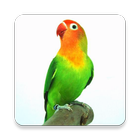 Kicau Lovebird ikona