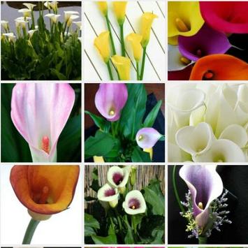 Download 900 Wallpaper Bunga Lily Download 900 Wallpaper Bunga Lily