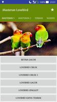 Masteran Lovebird पोस्टर