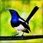Suara Burung Kacer Juara - MP3 Full Offline ícone