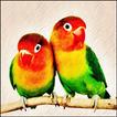 Suara Burung Lovebird Juara - MP3 Offline