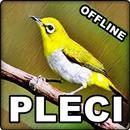 APK Suara Burung Pleci Gacor MP3 Offline