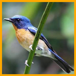 Masteran Tledekan Lengkap