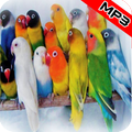 Kicau Lovebird Ngekek