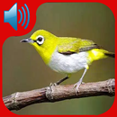 Kicau Burung Pleci Gacor APK