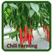 Chili Farming