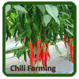 Chili Farming ไอคอน