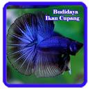 Budidaya Ikan Cupang aplikacja
