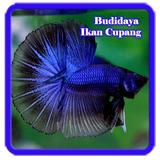 Budidaya Ikan Cupang icône