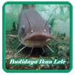 Budidaya Ikan Lele