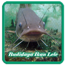 Budidaya Ikan Lele aplikacja