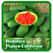 Budidaya Pepaya California