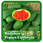 California Papaya Cultivation icon
