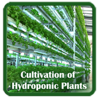 Hydroponic Cultivation icône