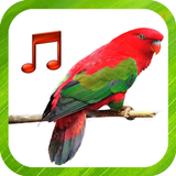 Bird Sounds Ringtones icône