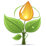 Xoso Essential Oil Indonesia