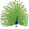 Peacock Images