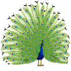 Peacock Images أيقونة