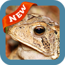 Toad Wallpaper APK