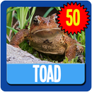 Toad Wallpaper HD Complete APK