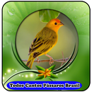 Todos Cantos Pássaros Brasil|mp3 100% Offline APK