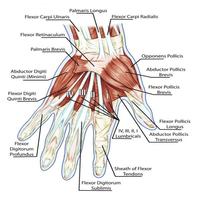 Acupressure Hand Point for Cure Diseases 스크린샷 2