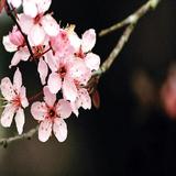 Nature Cherry Tree Wallpapers icône