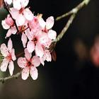 Nature Cherry Tree Wallpapers أيقونة