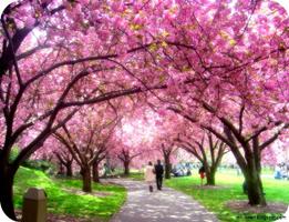 Nature Cherry Tree Wallpapers poster