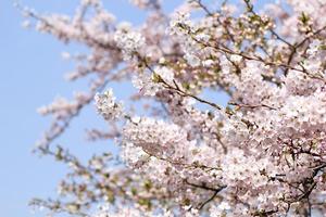 Nature Cherry Tree Wallpapers 스크린샷 1