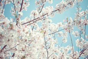 Nature Cherry Tree Wallpapers screenshot 2