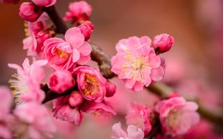 Nature Cherry Tree Wallpapers captura de pantalla 3