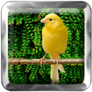 Canary Bird APK
