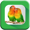 Kicau Mania Lovebird