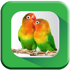 Kicau Mania Lovebird ikona