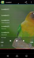 Kicau Mania Lovebird تصوير الشاشة 1