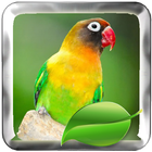 Lovebird Bird Therapy Master icône