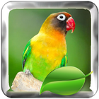 Terapi Burung Lovebird Master иконка