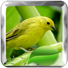 Terapi Burung Kenari Master icono