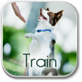 How To Train Your Dog