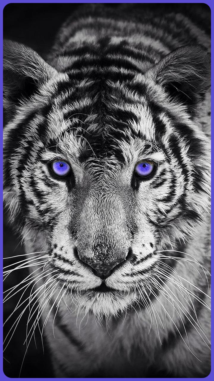 ดาวน์โหลด HD Amazing Wallpapers - Tiger APK สำหรับ Android ดาวน์โหลด HD Amazing Wallpapers - Tiger APK สำหรับ Android