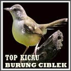 TOP Kicau Burung Ciblek آئیکن