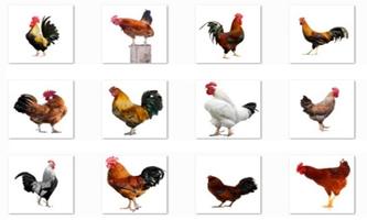 Poster New Rooster Onet Classic Game