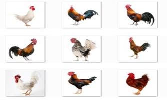 1 Schermata New Rooster Onet Classic Game