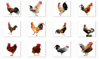 2 Schermata New Rooster Onet Classic Game