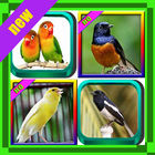 Top 1000 Kicau Burung ikon