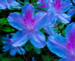 Azalea Flower Wallpapers 2017 screenshot 1